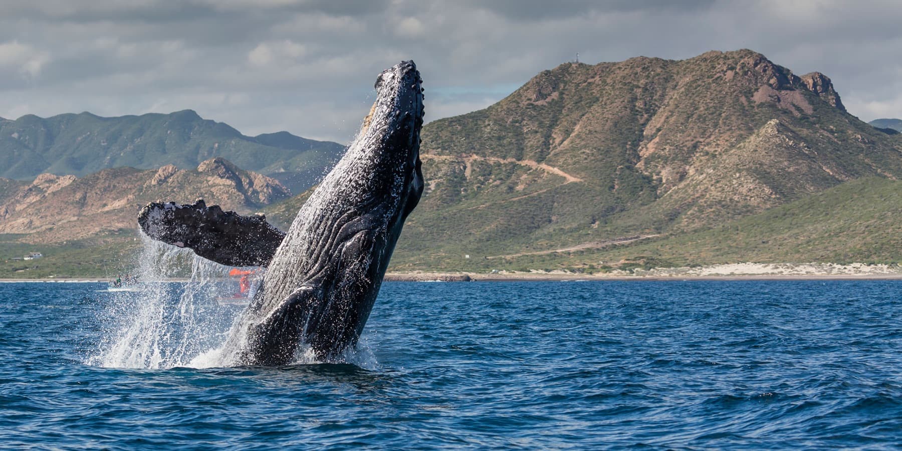 Whale Watching